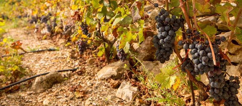 Bratos-header