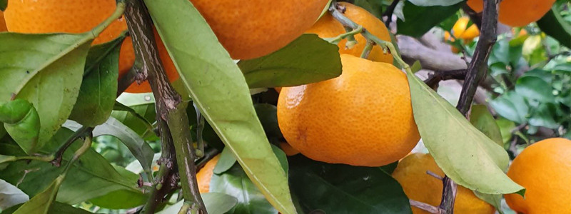 Okusi-i-mirisi-juga-header