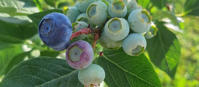SOPG-Puseljic-header