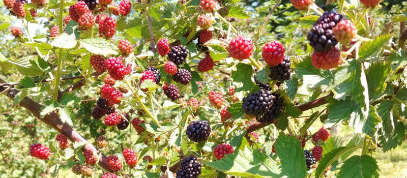 OPG-Petkovic-header1