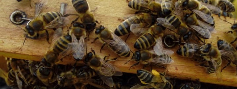 Pcelarstvo-Siketic-header