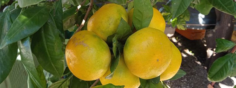 OPG-Kiridzija-header