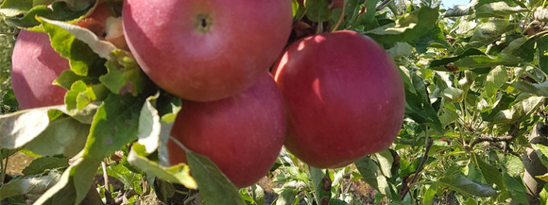 OPG-Bedekovic-header