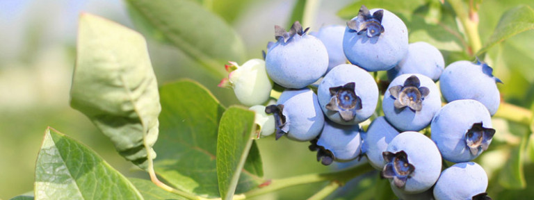 Volim-borovnice-header