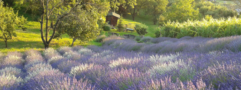 OPG-Oreskovic-header